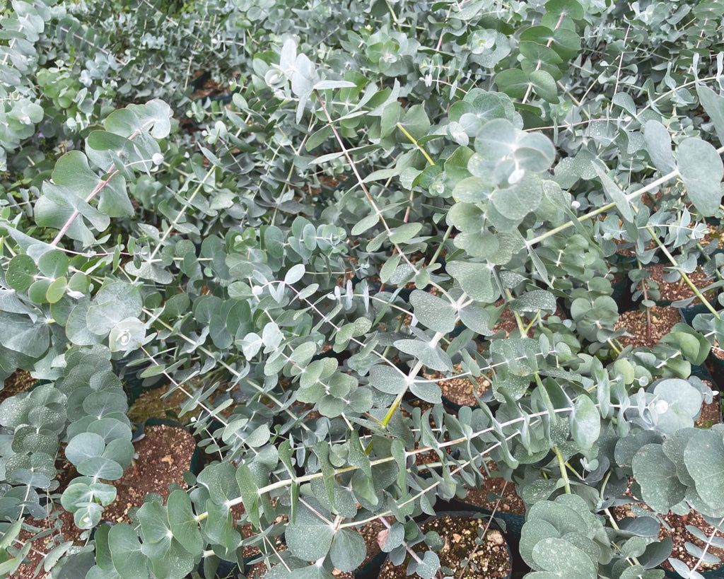 Silver Dollar Eucalyptus Cinerea Seeds