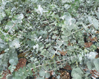 Silver Dollar Eucalyptus Cinerea Seeds