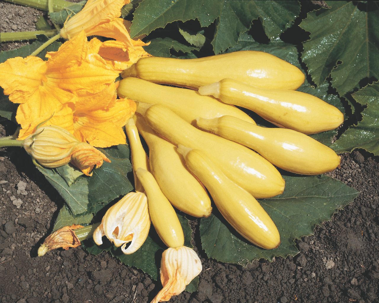 Multipik Hybrid Summer Squash Seeds