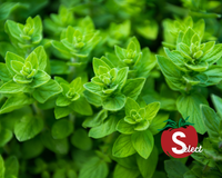 Oregano Seeds, Greek