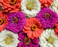 Under the Sea Mix Zinnia Seeds