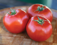 Mountain Fresh Plus Hybrid Tomato Seeds