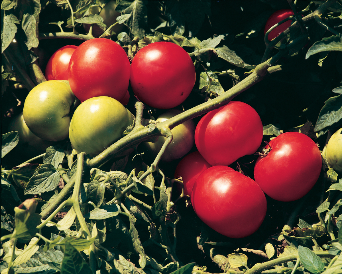 Supersonic Hybrid Tomato Seeds