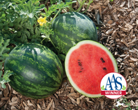 Mini Love Personal Hybrid Watermelon Seeds