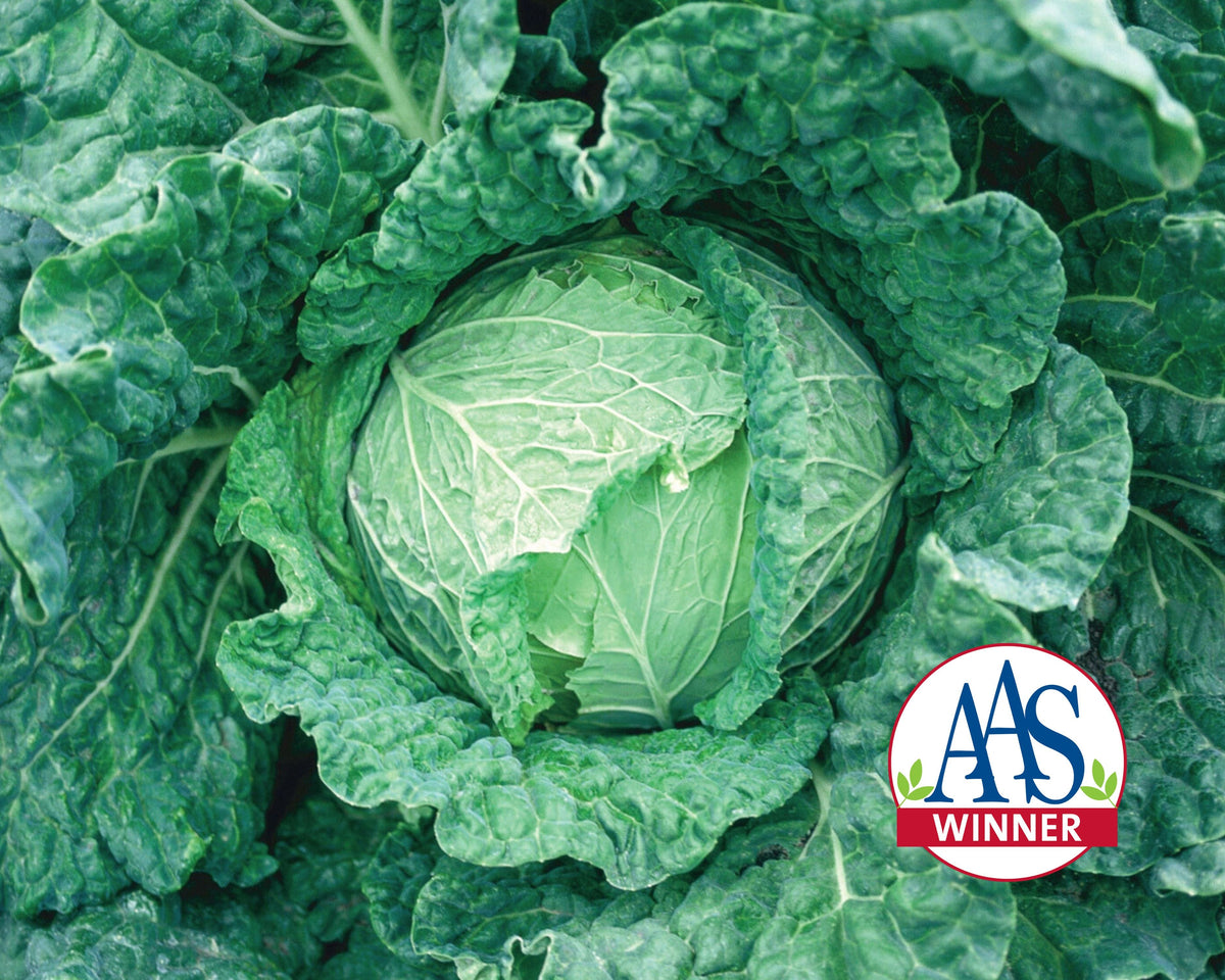 Savoy King Hybrid Savoy Cabbage Seeds