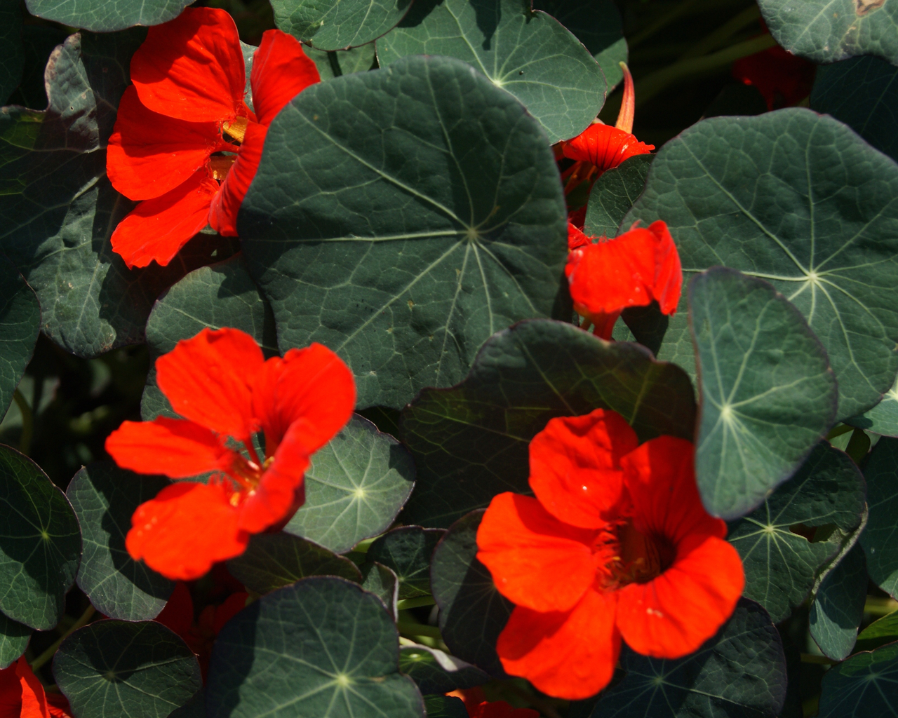 Empress of India Nasturtium Seeds