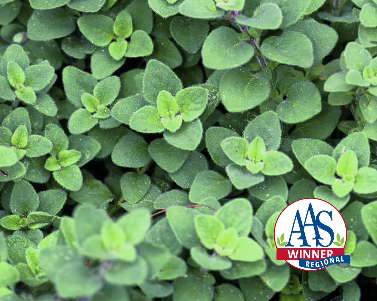 Oregano Seeds, Cleopatra