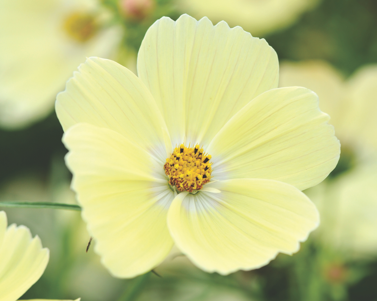 Lemonade Cosmos Seeds