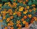 Mr. Majestic Marigold Seeds