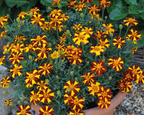 Mr. Majestic Marigold Seeds