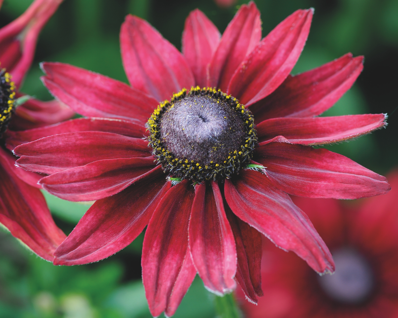 Cherry Brandy Rudbeckia Seeds