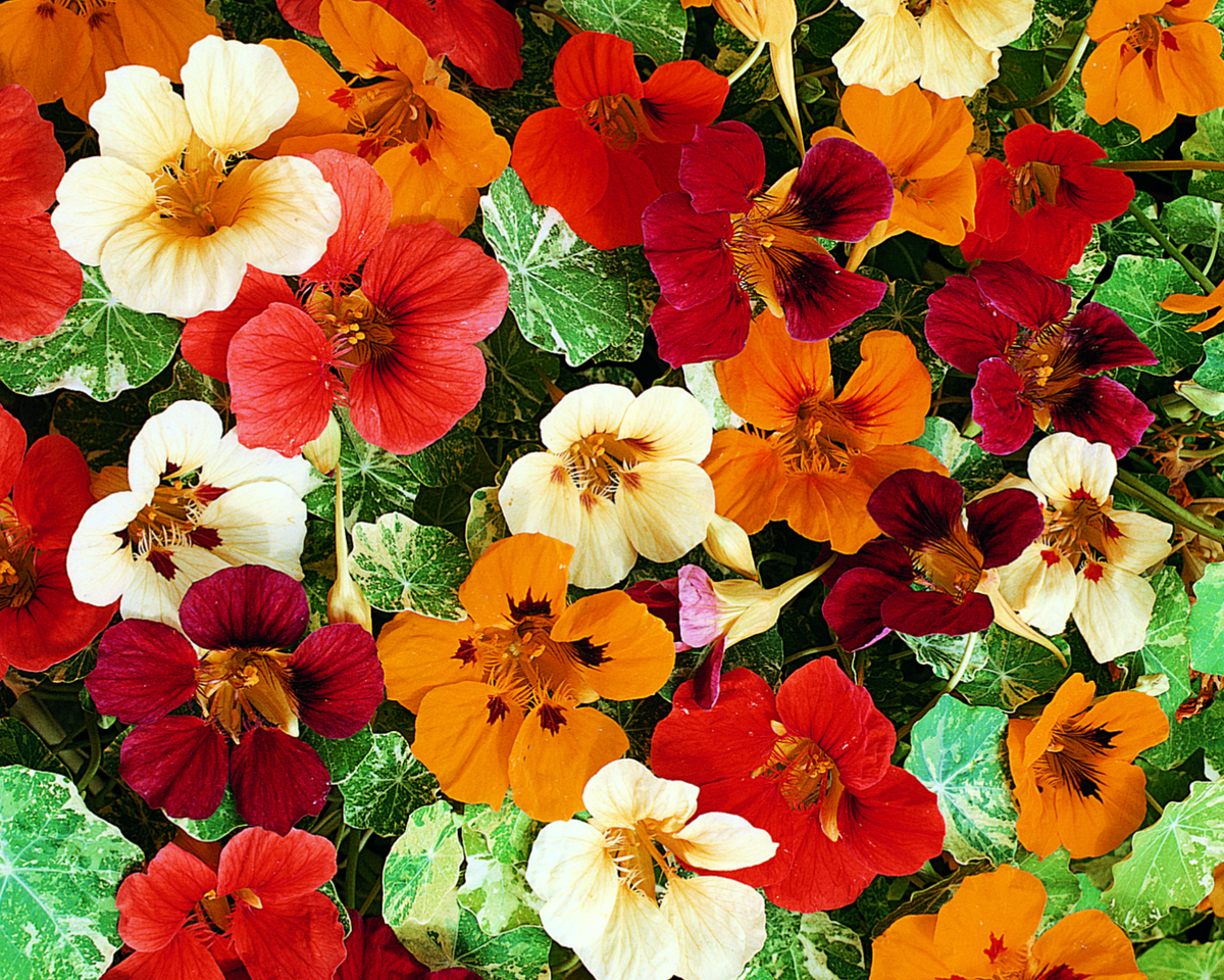 Jewel of Africa Nasturtium Seeds