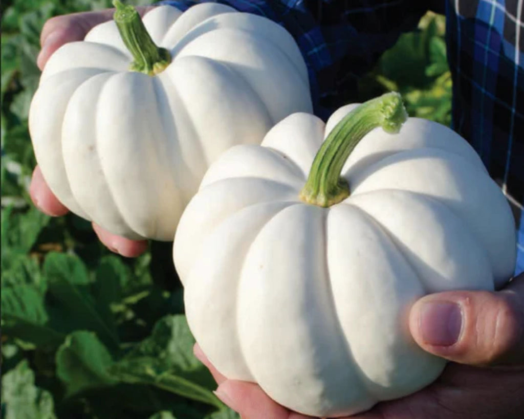 Casperita Hybrid Pumpkin Seeds