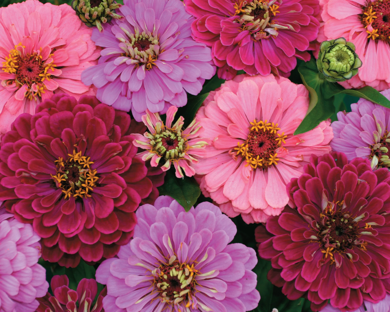 Art Deco Zinnia Seeds