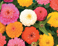 Candy Mix Zinnia Seeds