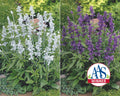 Evolution Mix Salvia Seeds