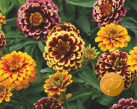 Aztec Sunset Zinnia Seeds