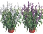 Evolution Mix Salvia Seeds