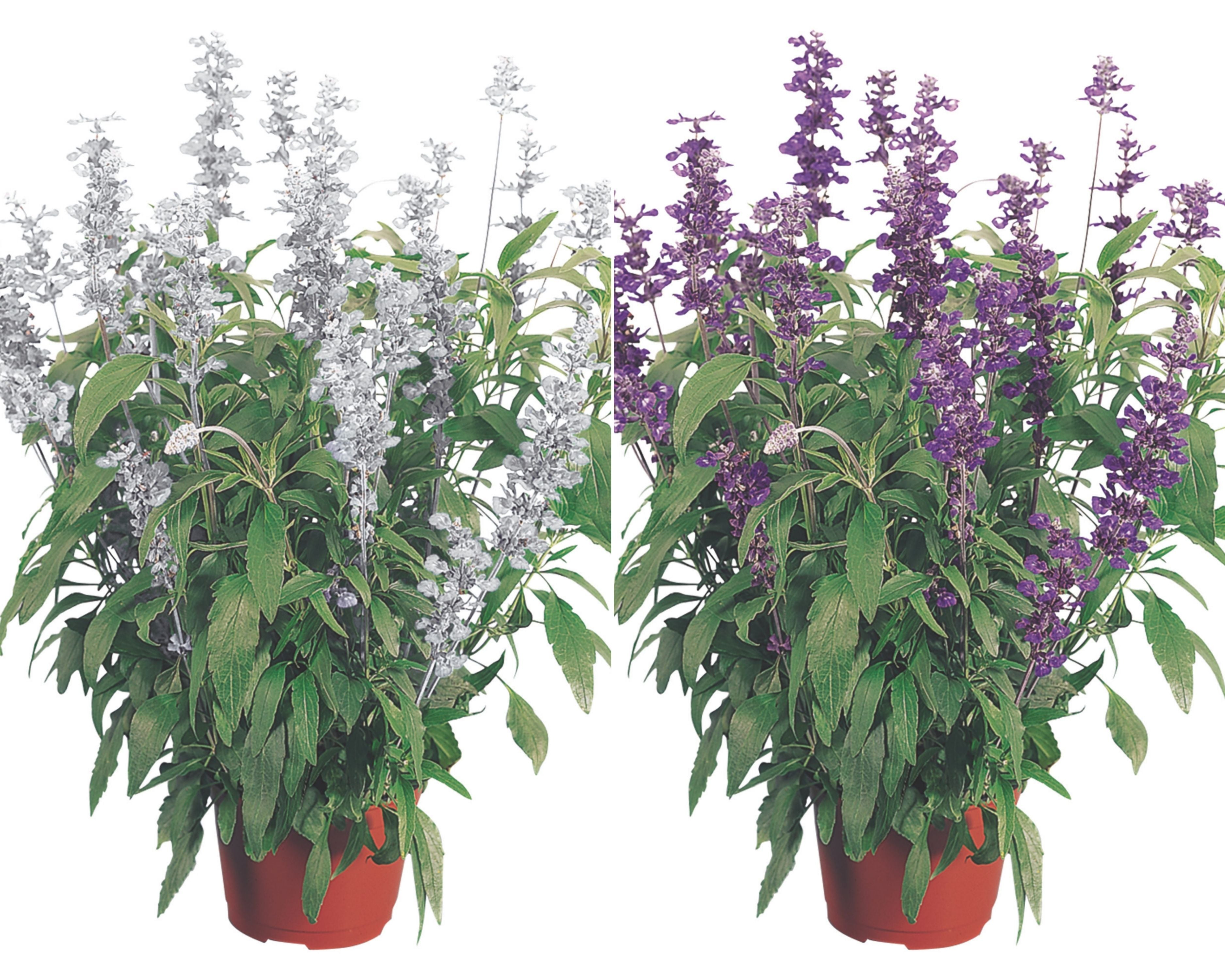 Evolution Mix Salvia Seeds