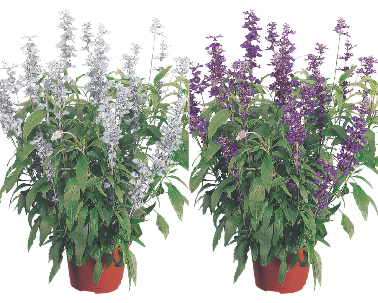 Evolution Mix Salvia Seeds
