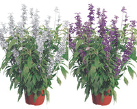 Evolution Mix Salvia Seeds