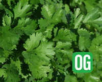 Santo Cilantro Seeds