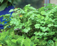 Santo Cilantro Seeds