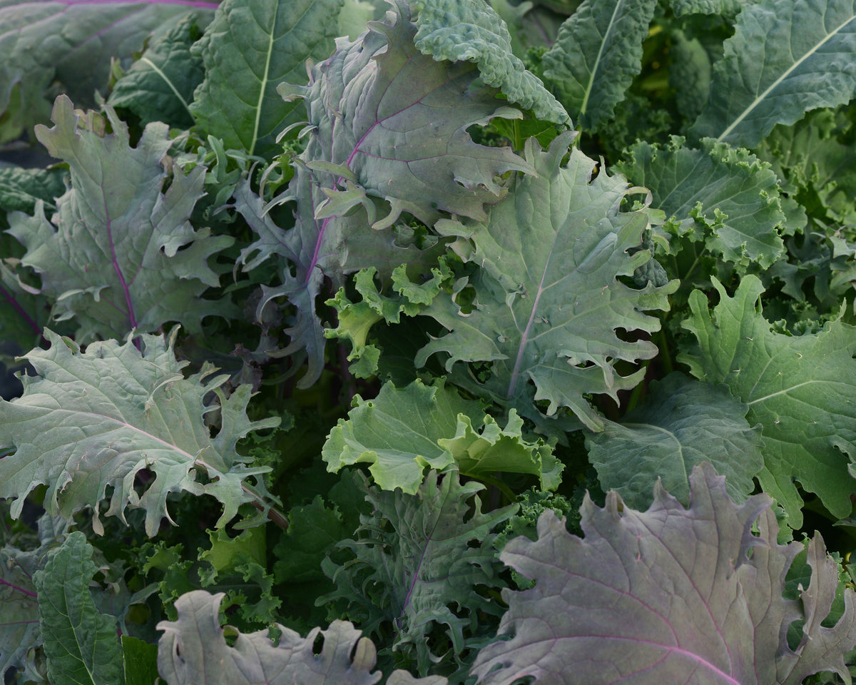 SimplySalad® Kale Storm Mix Seeds