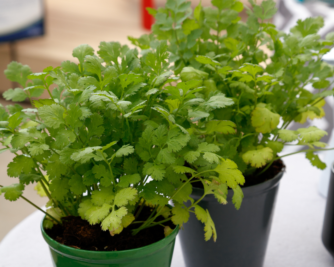 Santo Cilantro Seeds