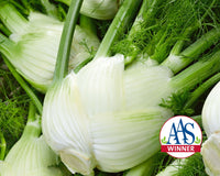 Florence Fennel Seeds