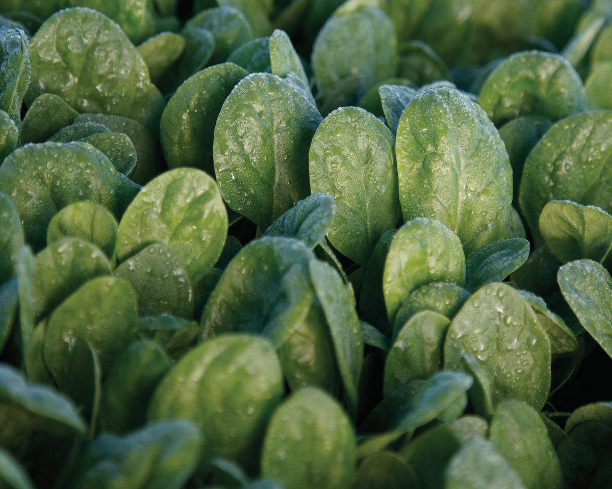 Seaside Hybrid Spinach Seeds