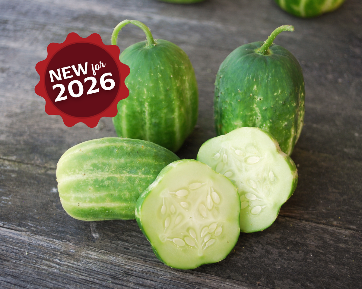 Richmond Green Apple Cucumber Seeds