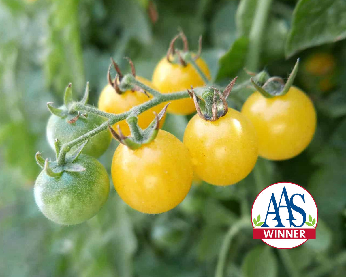 Firefly Hybrid Tomato Seeds
