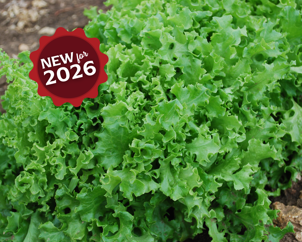 Tango Lettuce Seeds