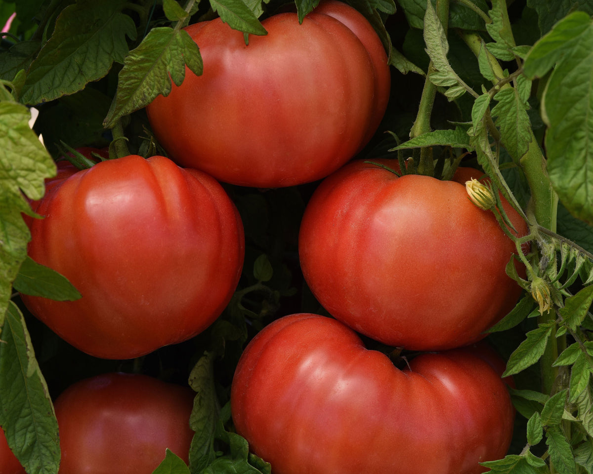BlushingStar Hybrid Tomato Seeds