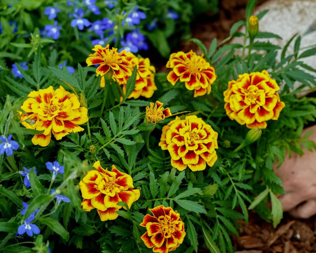 Mango Tango Marigold Seeds