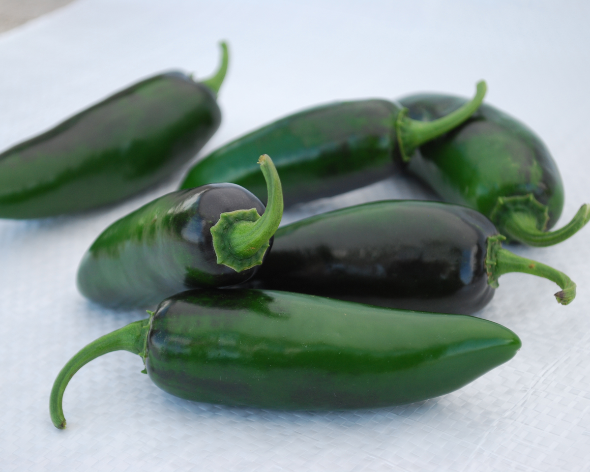 Craig's Grande Pepper Seeds