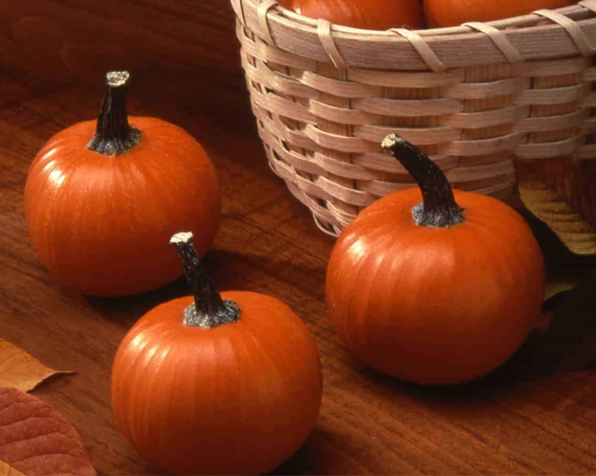 Wee-Be-Little Pumpkin Seeds