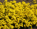 Basket of Gold Alyssum Seeds