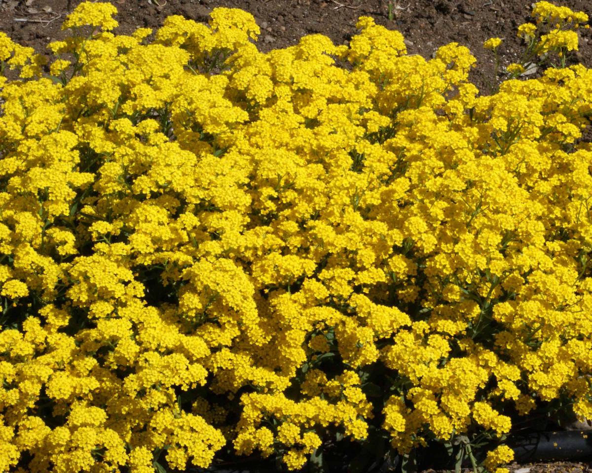 Basket of Gold Alyssum Seeds