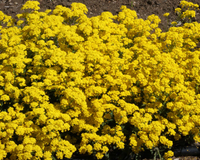 Basket of Gold Alyssum Seeds