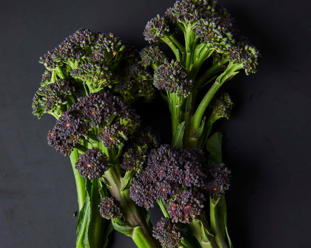 Burgundy Hybrid Broccoli Seeds