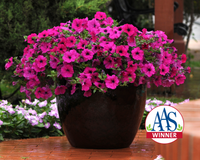 Purple Wave® Spreading Petunia Seeds