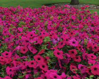 Purple Wave® Spreading Petunia Seeds
