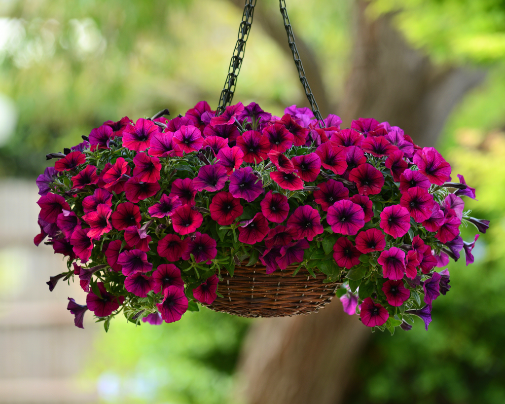Shock Wave® Deep Purple Spreading Petunia Seeds
