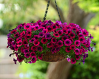 Shock Wave® Deep Purple Spreading Petunia Seeds