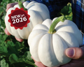 Casperita Hybrid Pumpkin Seeds