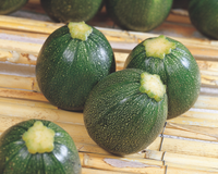 Eight Ball Hybrid Zucchini Squash Seeds
