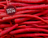Kyoto Red Carrot Seeds