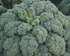 Darkibor Hybrid Kale Seeds